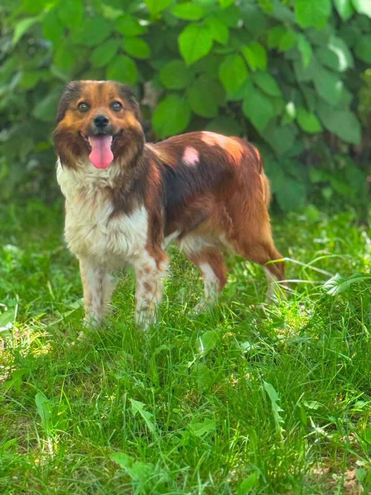 Adoption SUKI