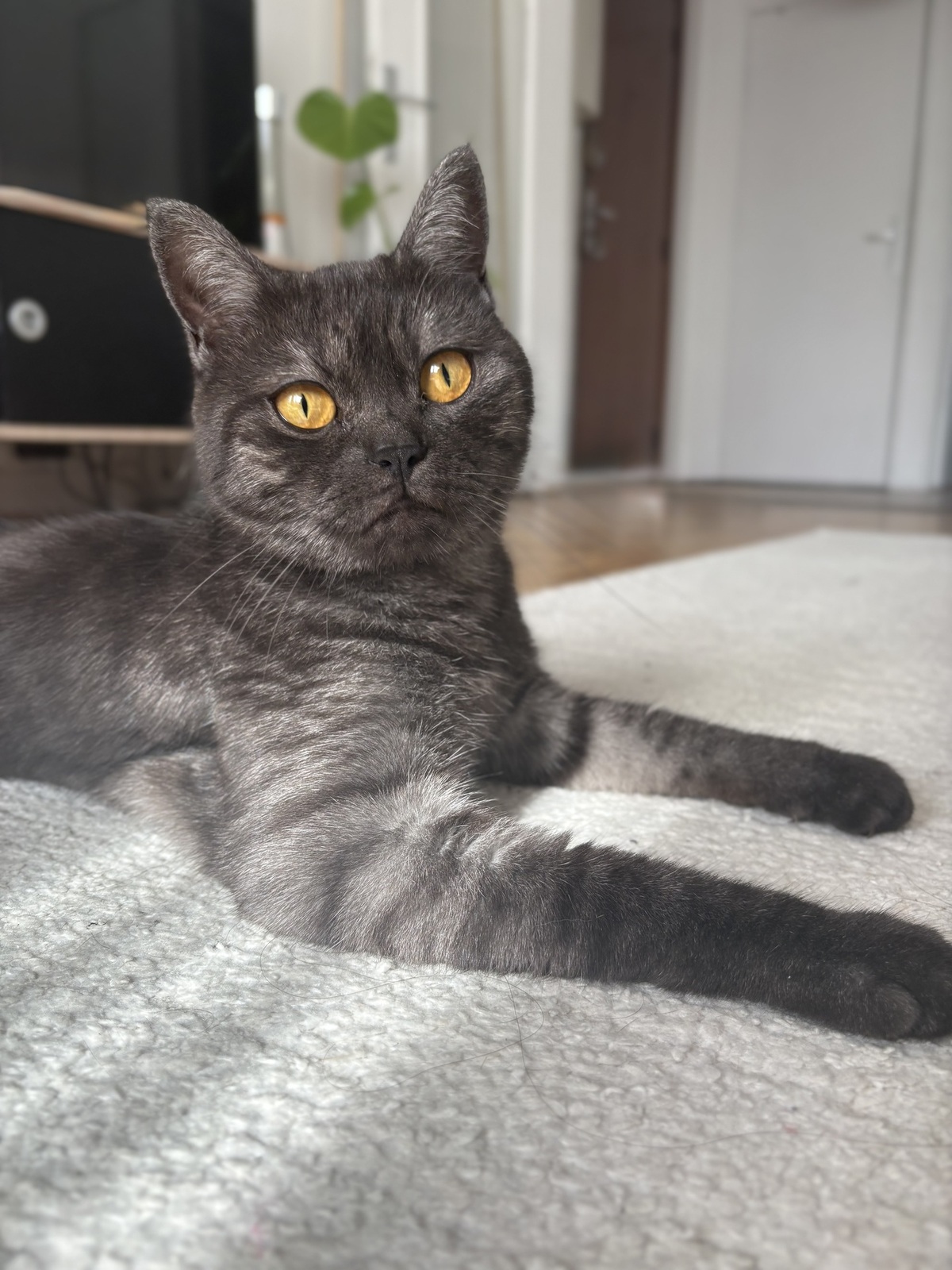 Adoption EULALIE