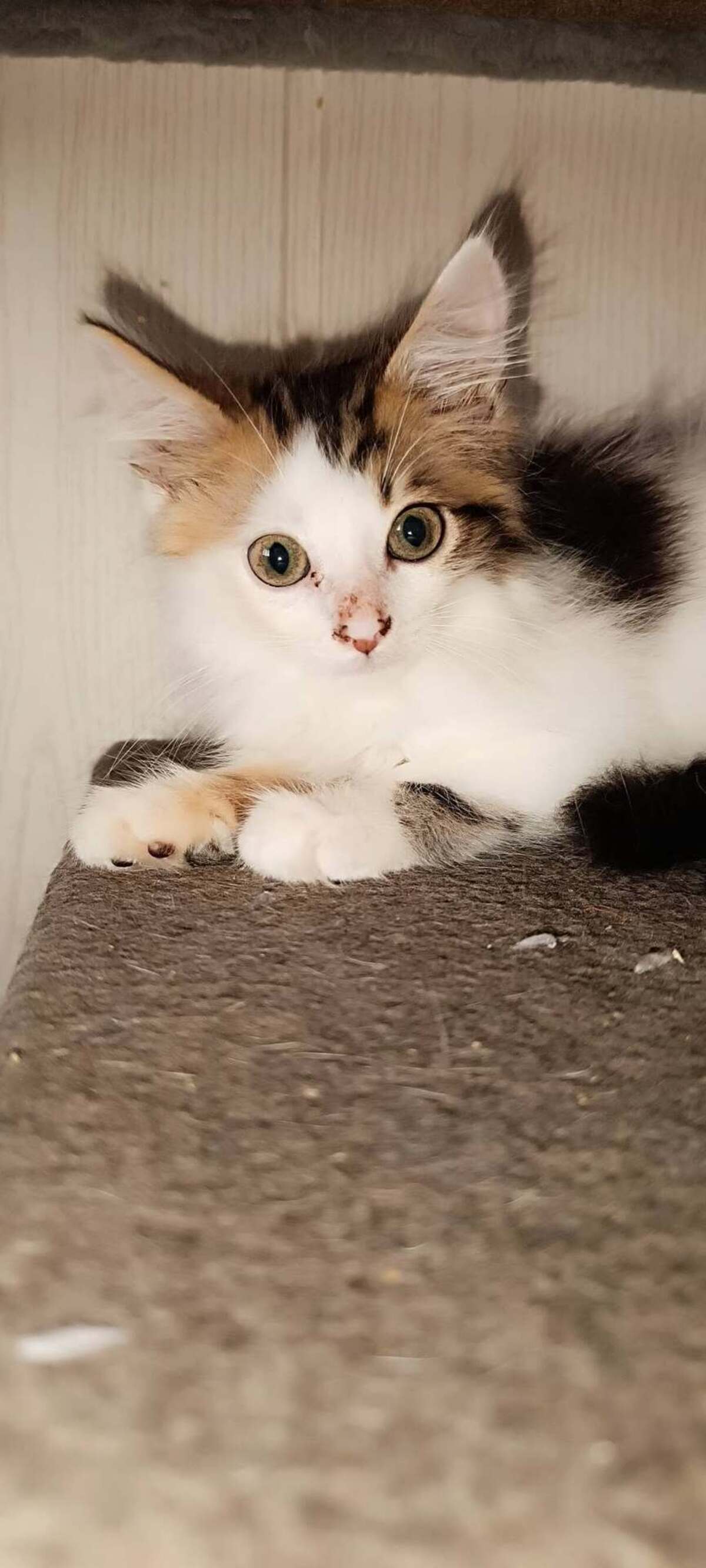 Adoption Baileys 