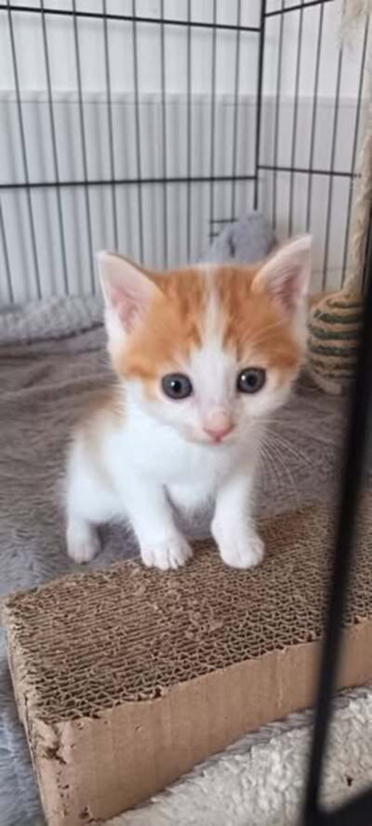 Adoption Isidore