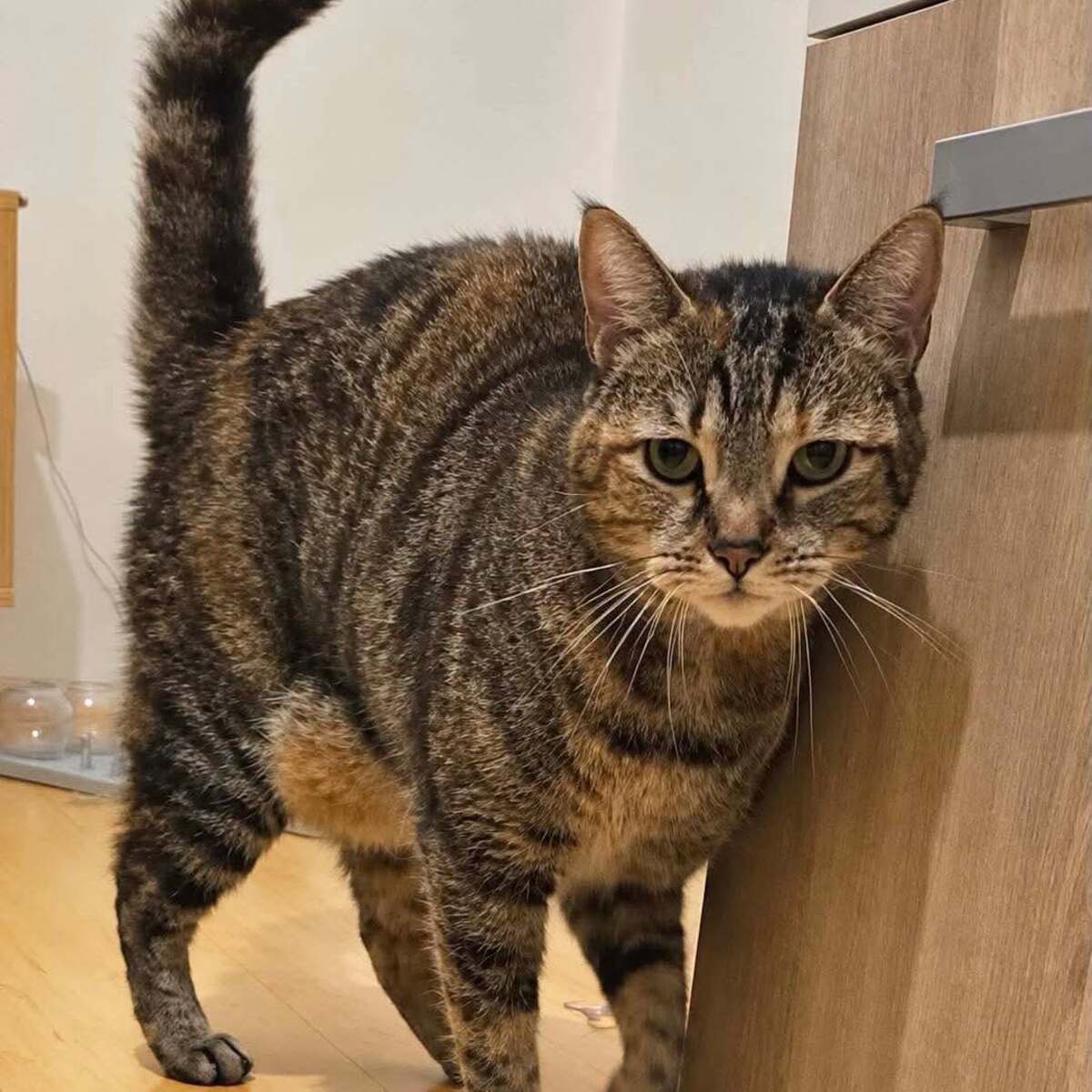 Adoption Sweety 