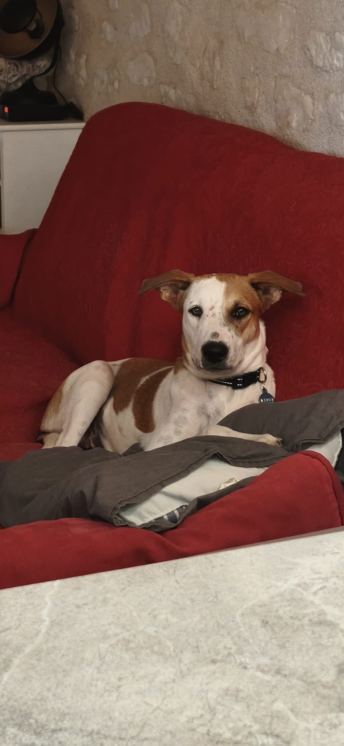 Adoption Savea