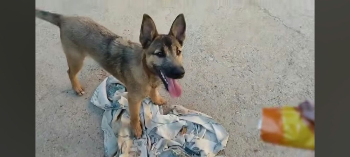 Adoption Yamal