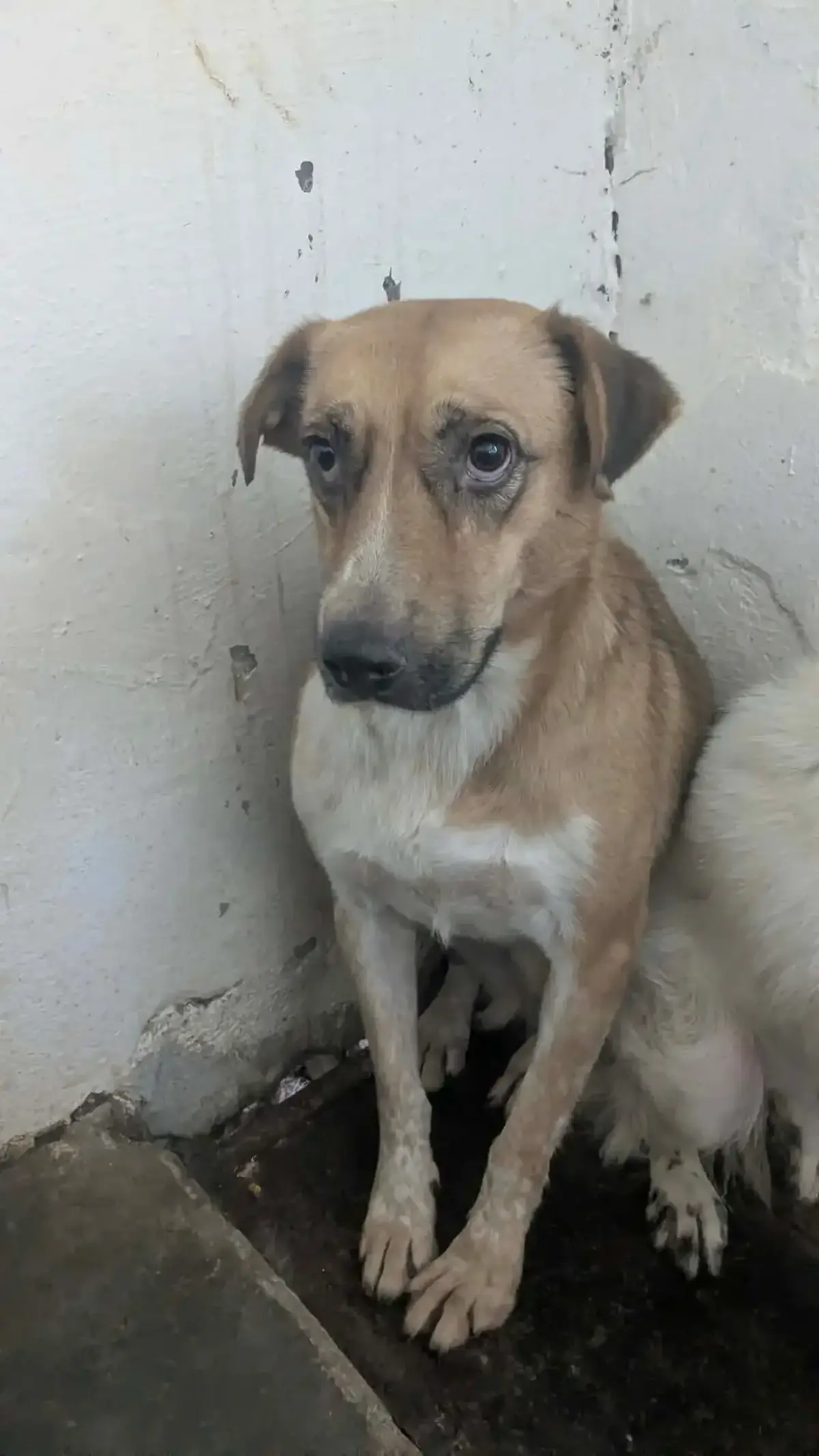 Adoption Tâm
