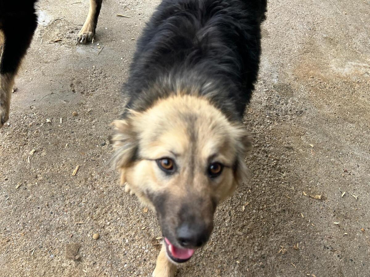 Adoption Edda
