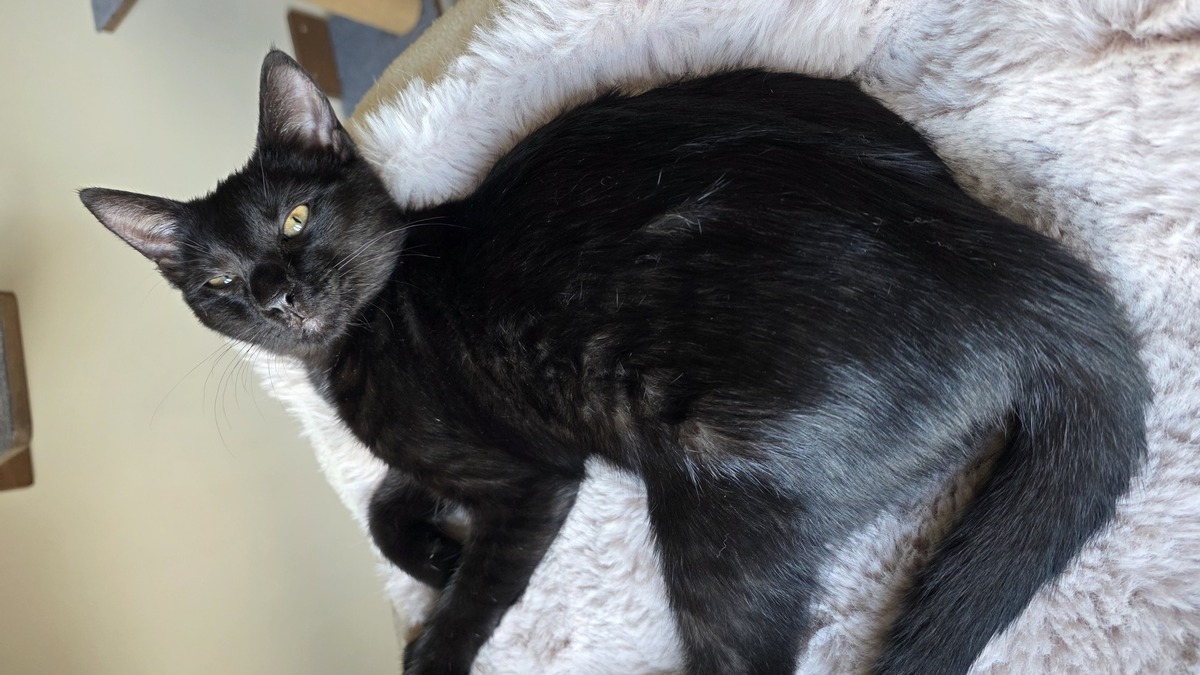 Adoption Bastet 
