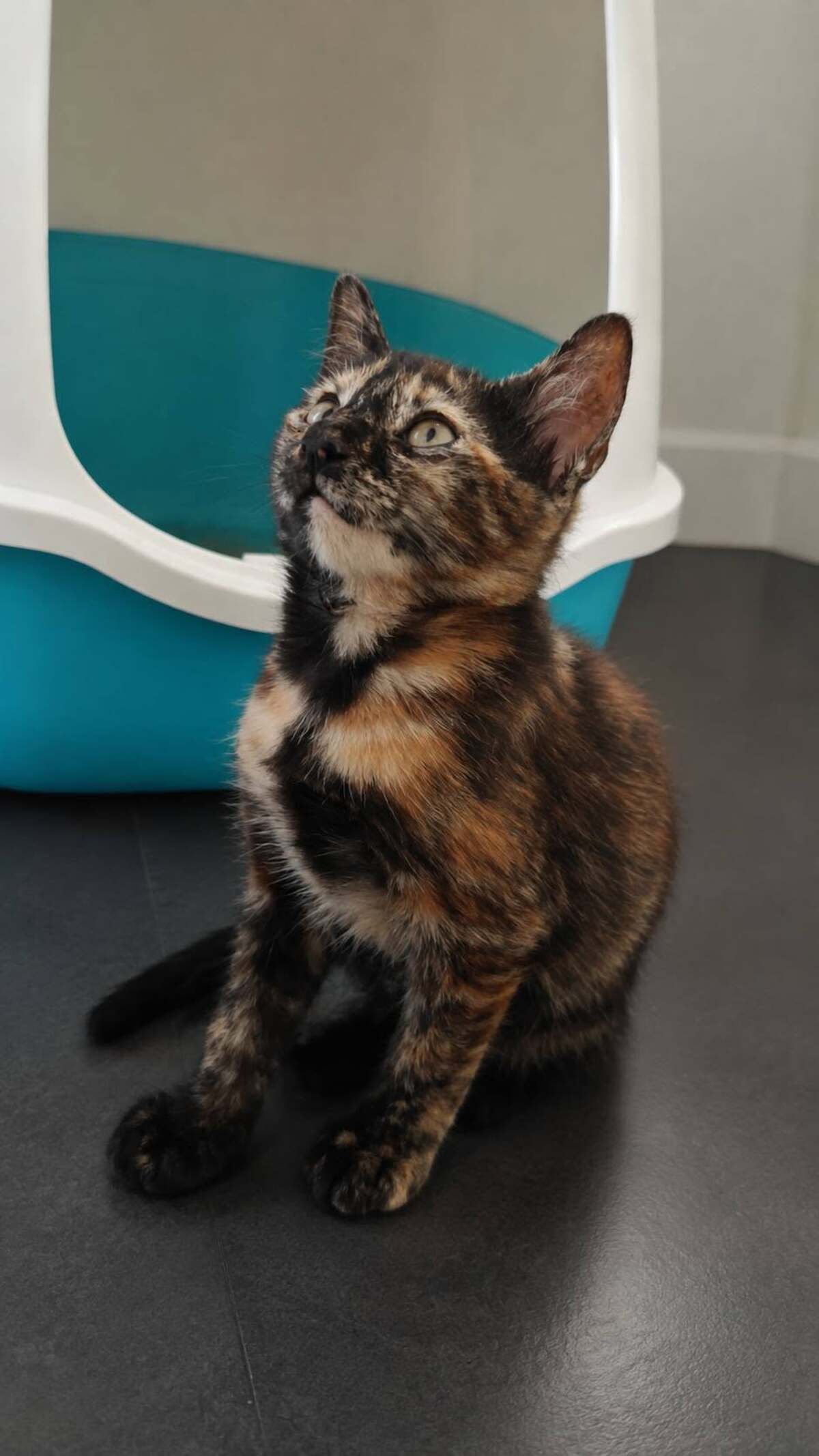 Adoption PRALINE