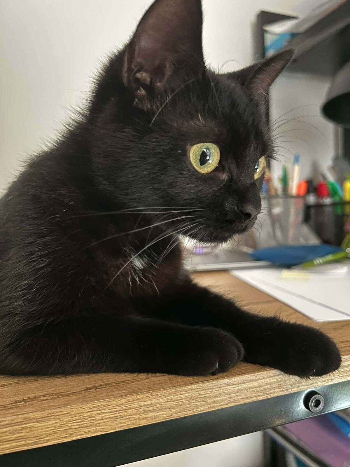 Adoption K-Sounette