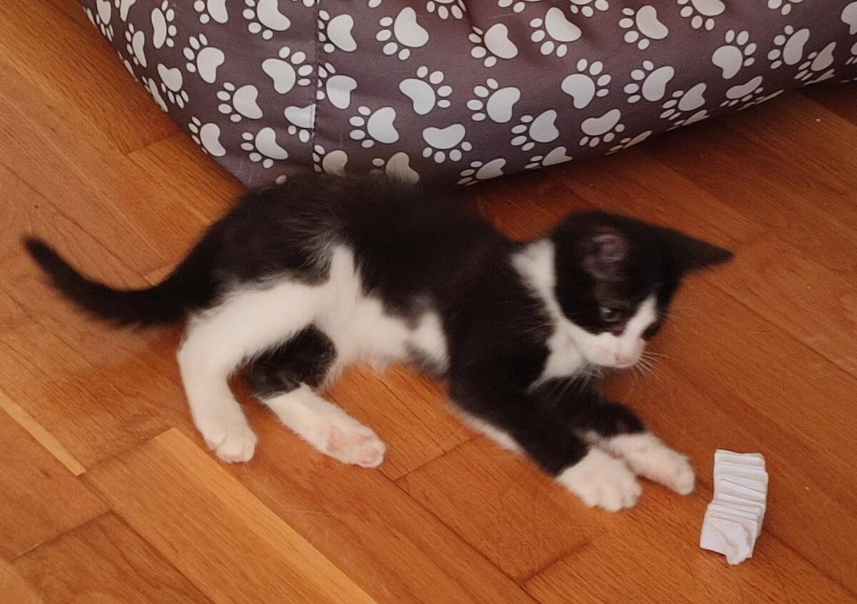 Adoption Recto