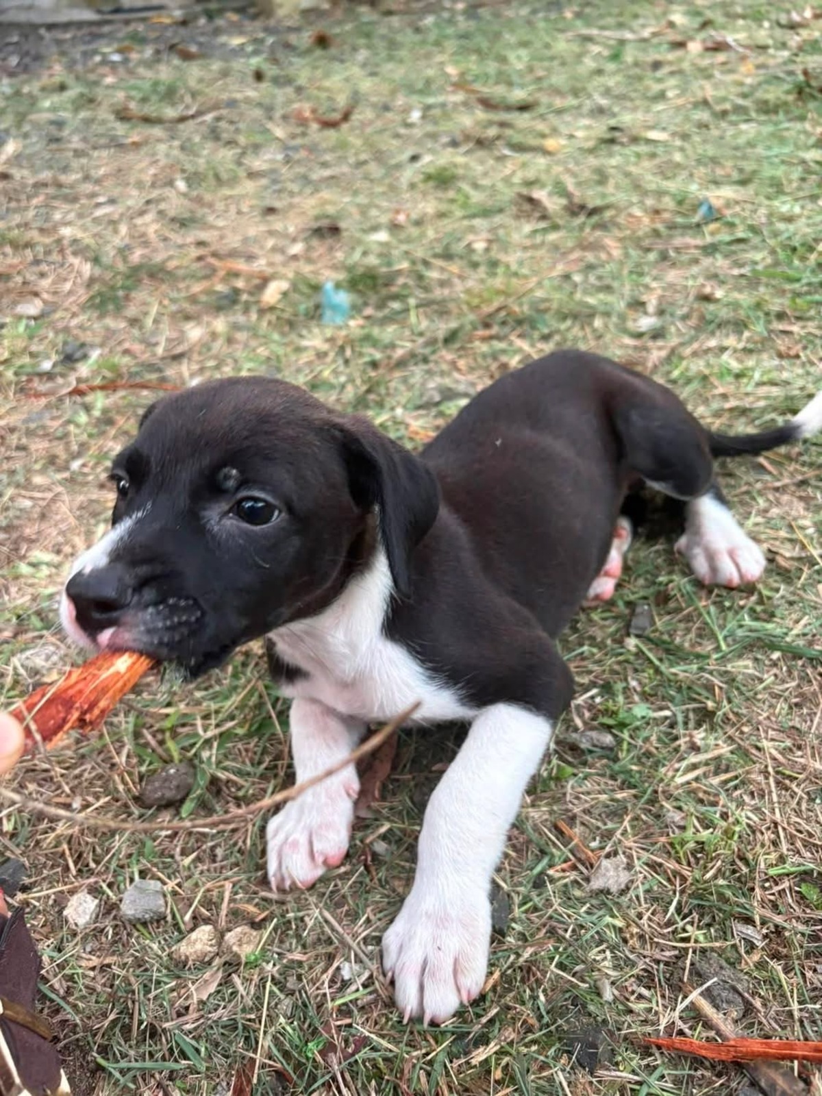 Adoption Nouche