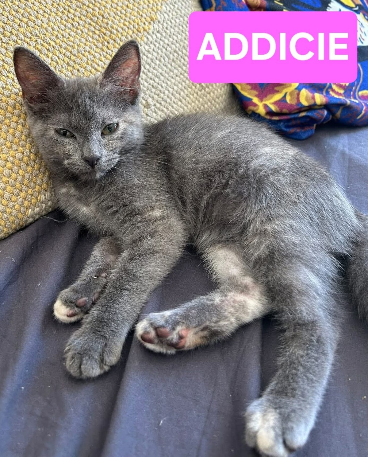 Adoption Addicie et Héméra 