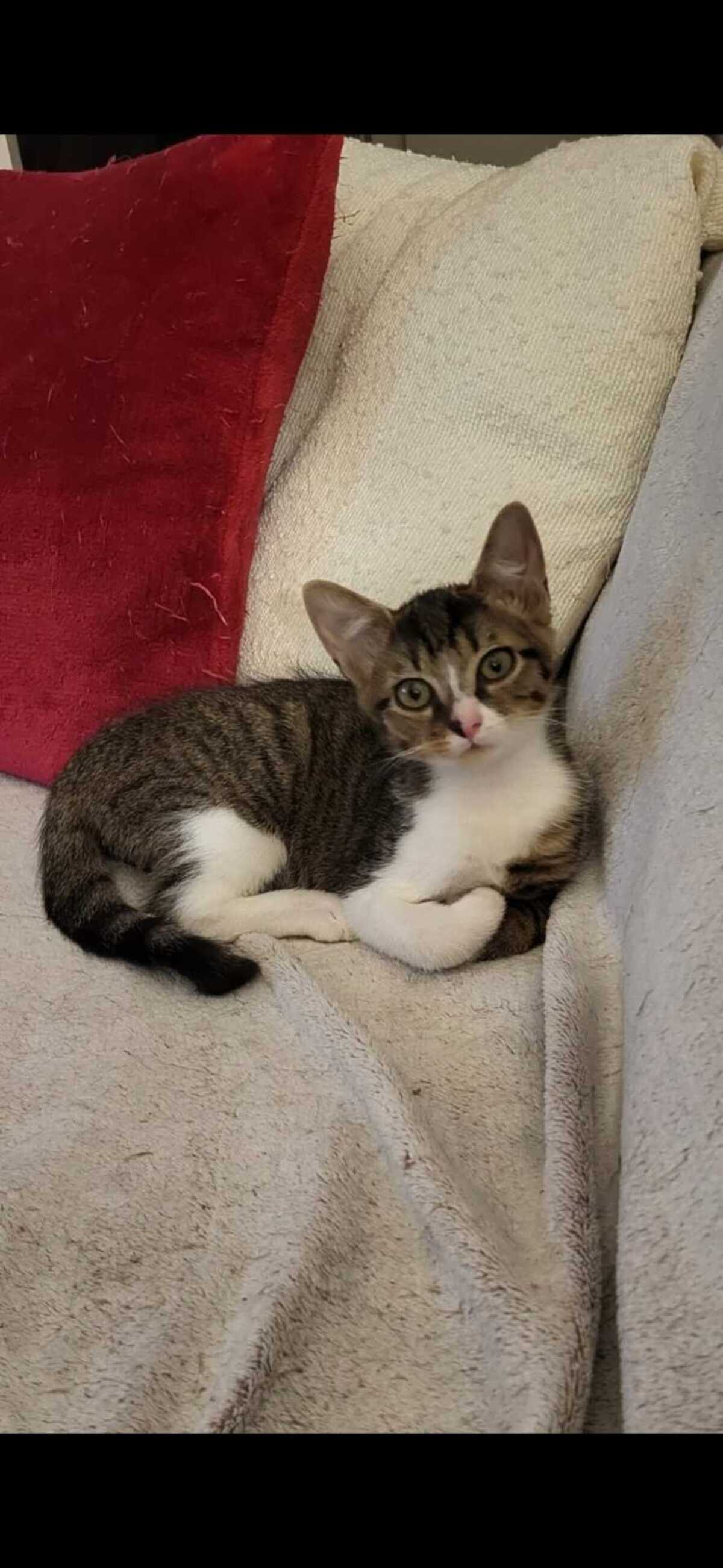 Adoption Alaska
