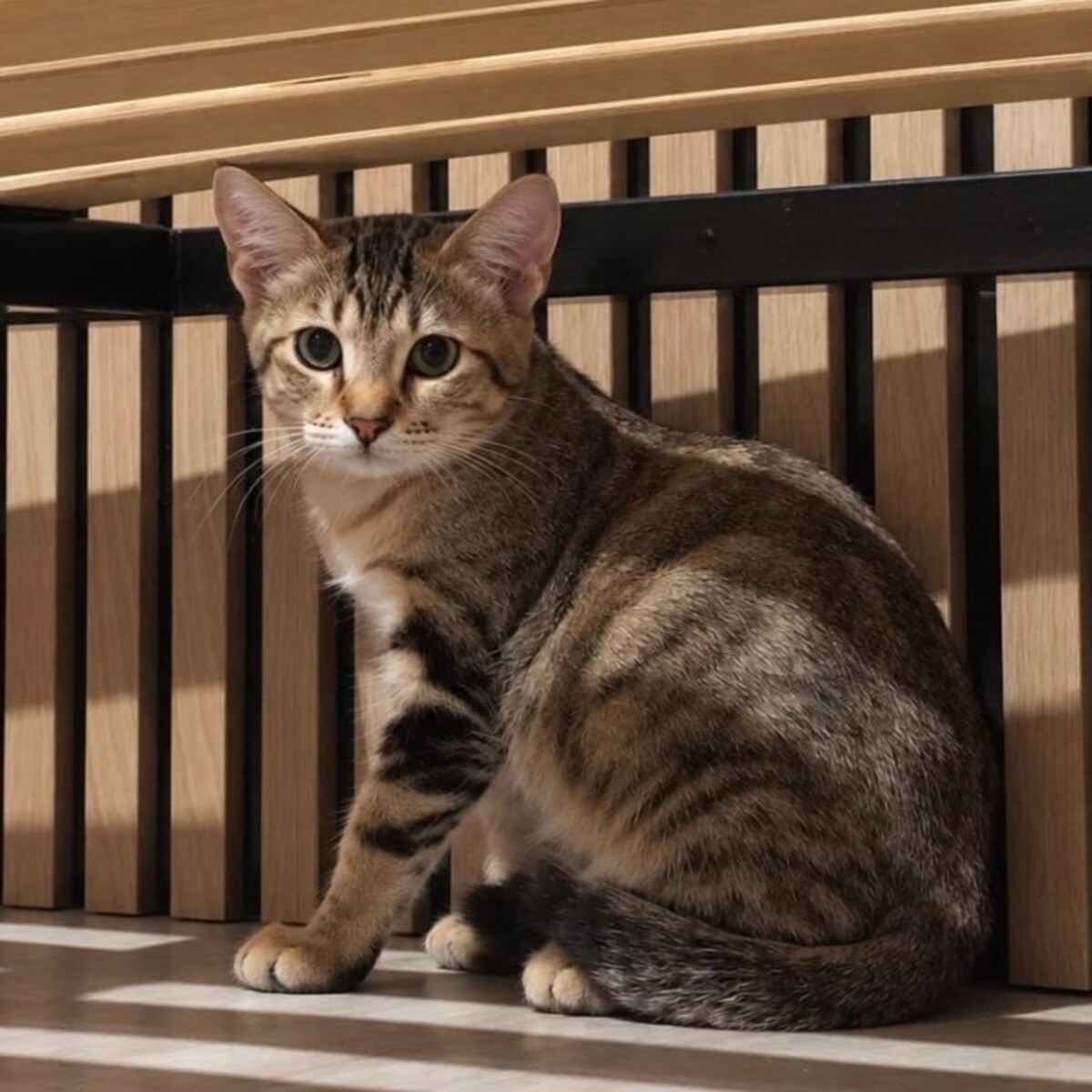 Adoption TIGER