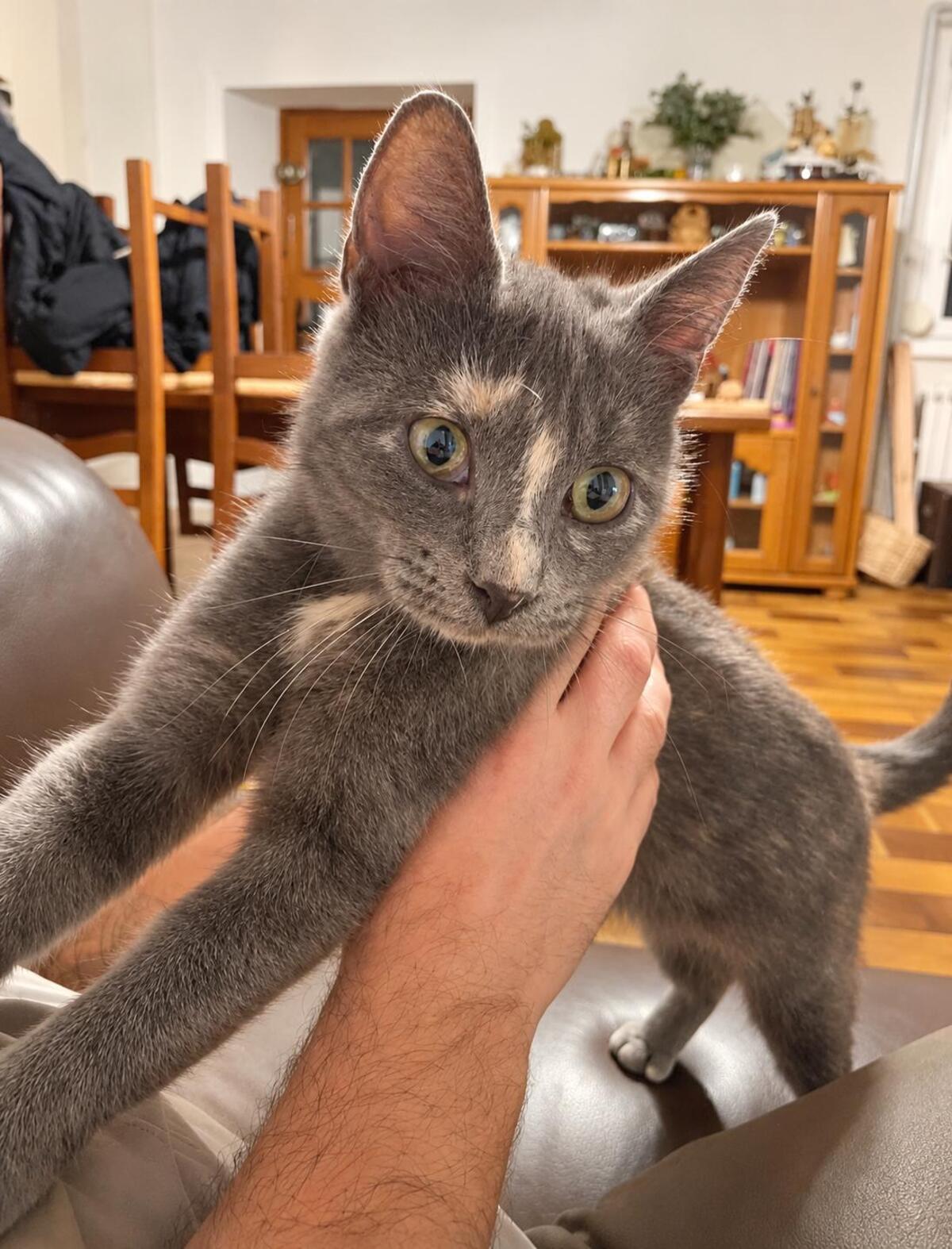 Adoption Mushue