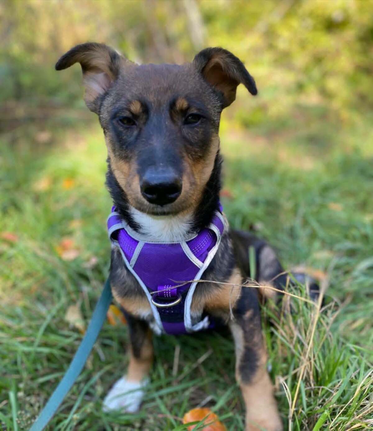 Adoption Vesta