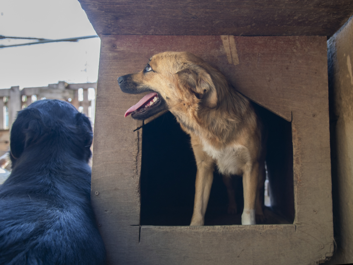 Adoption Latifa