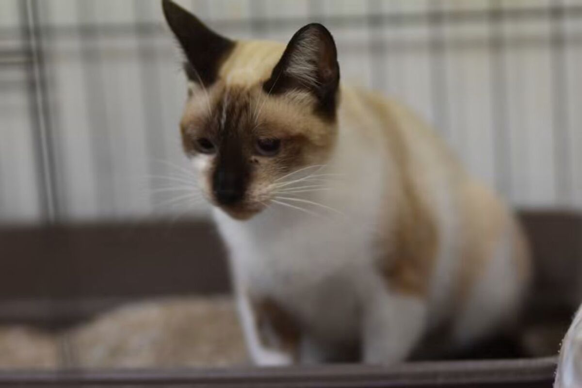 Adoption Satine