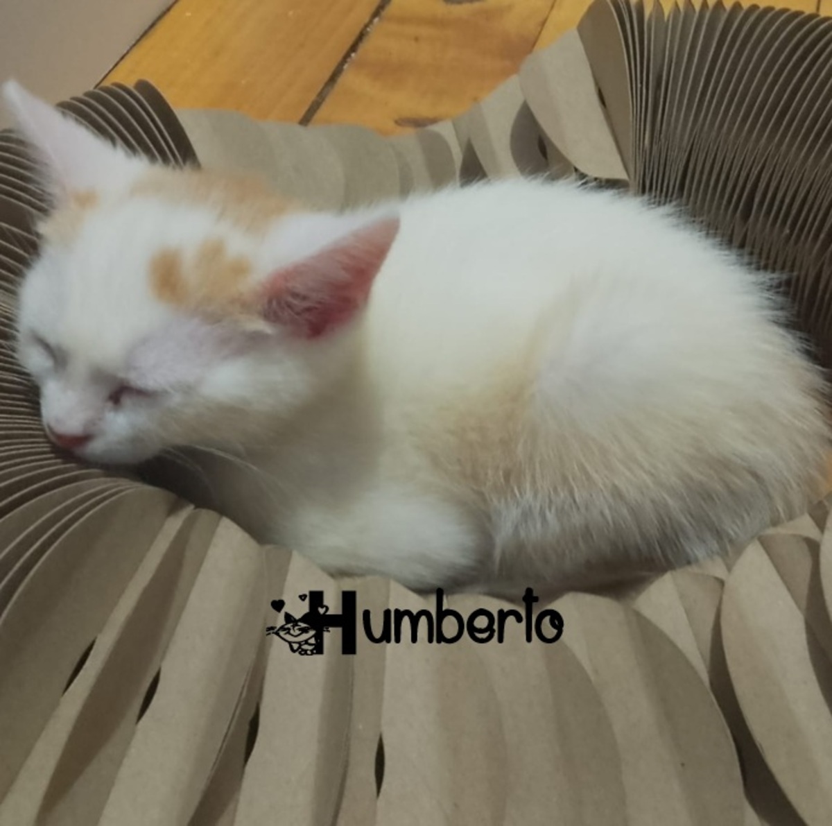 Adoption Humberto
