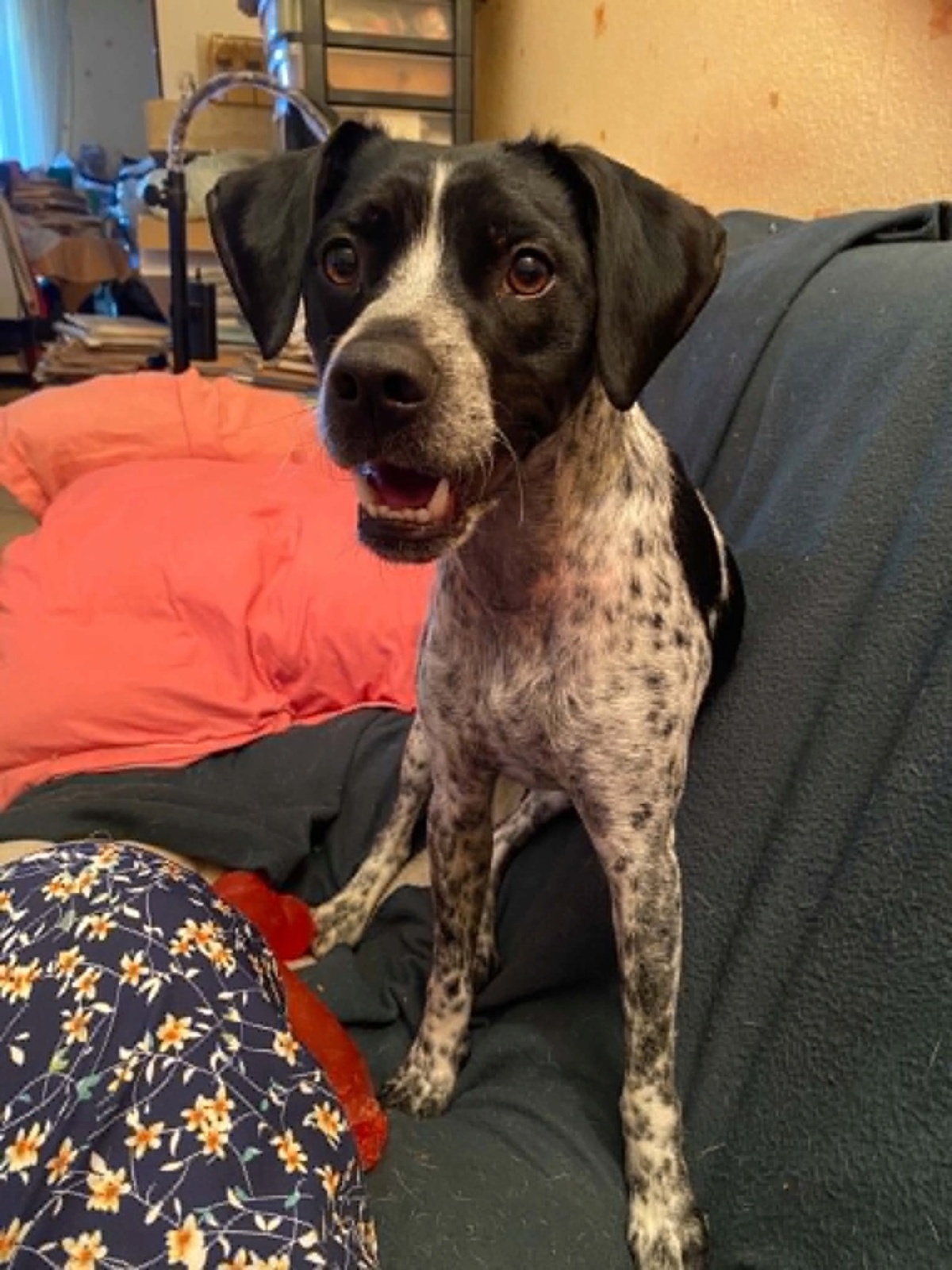 Adoption APY