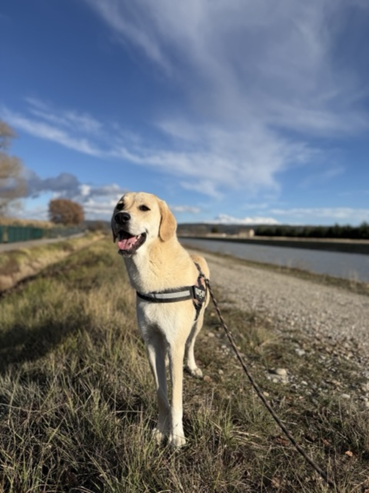 Adoption Liberty