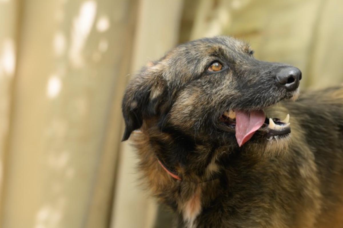 Adoption BOBBY