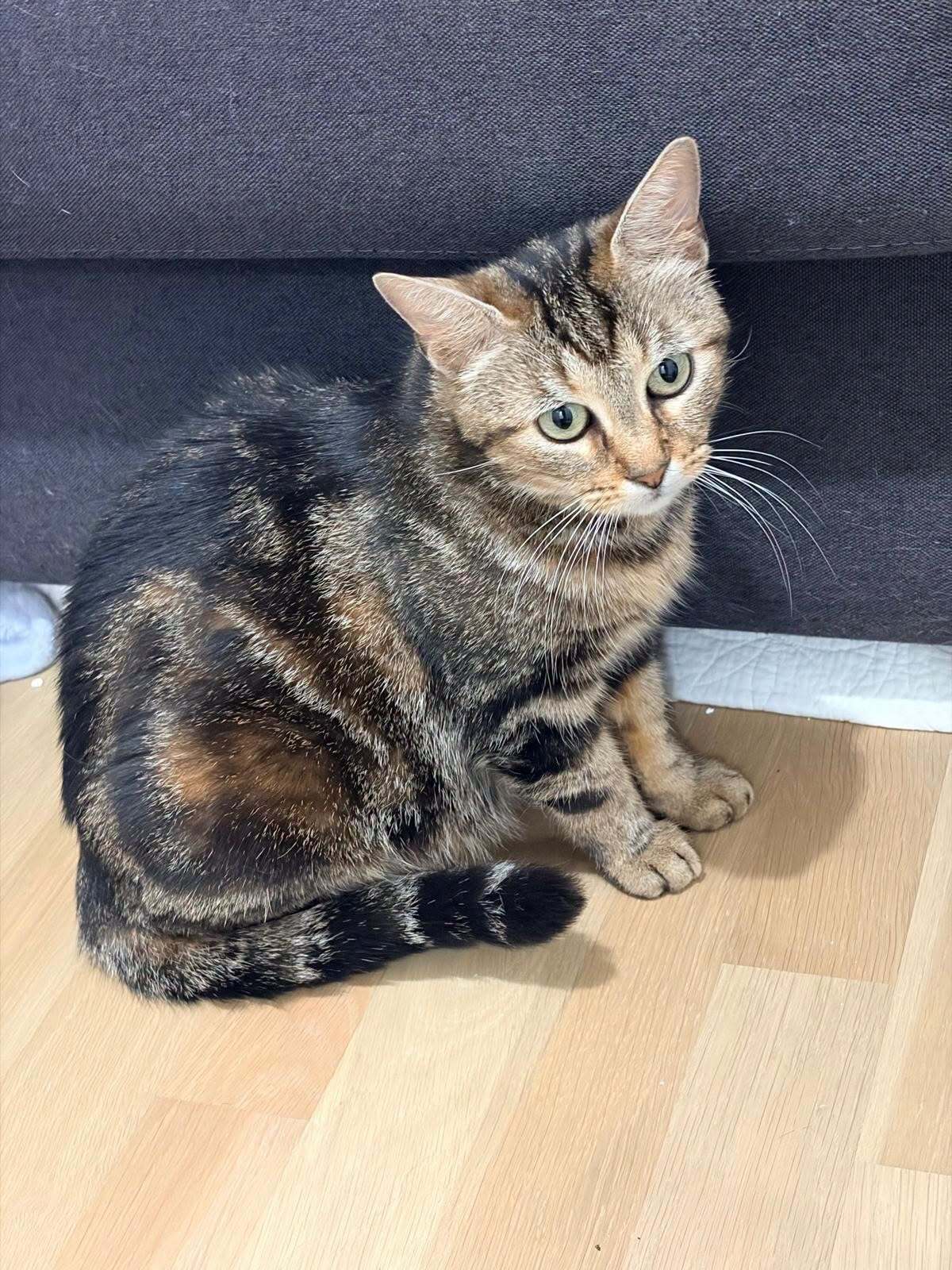 Adoption Bella