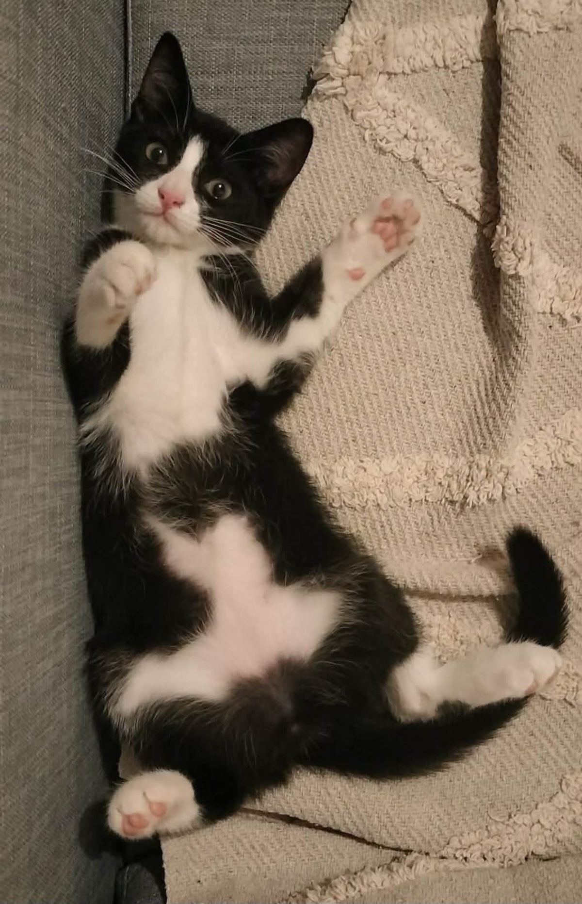 Adoption FILON 