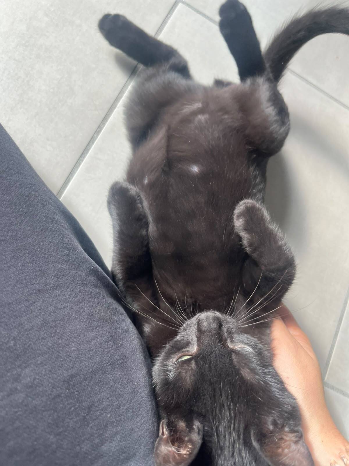 Adoption Léo