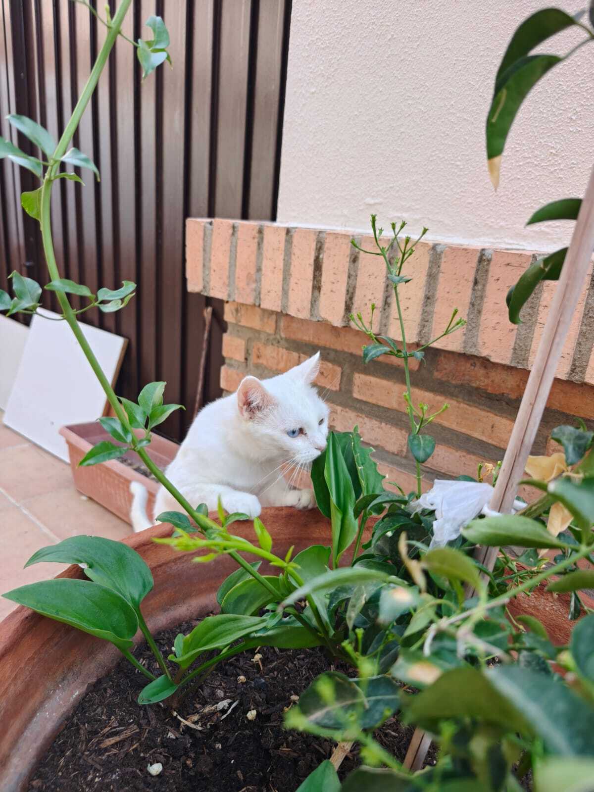 Adoption Perla