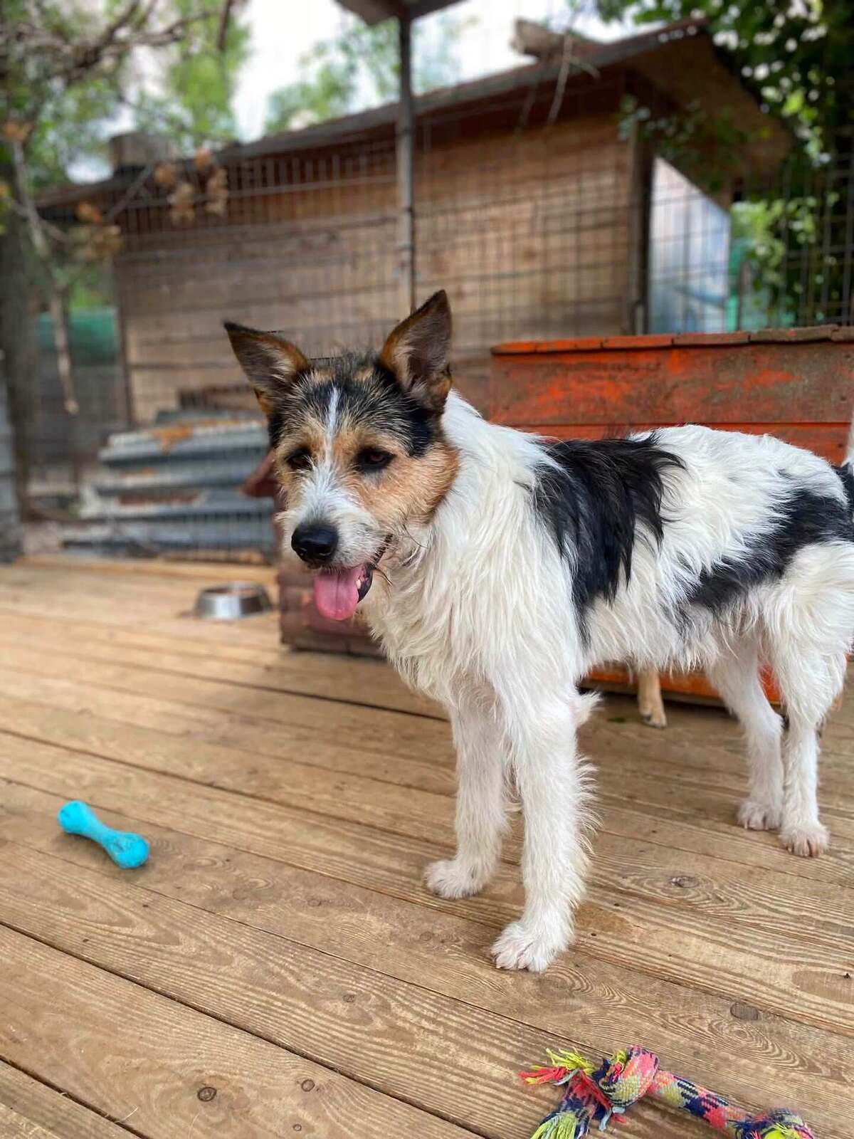 Adoption Barbos