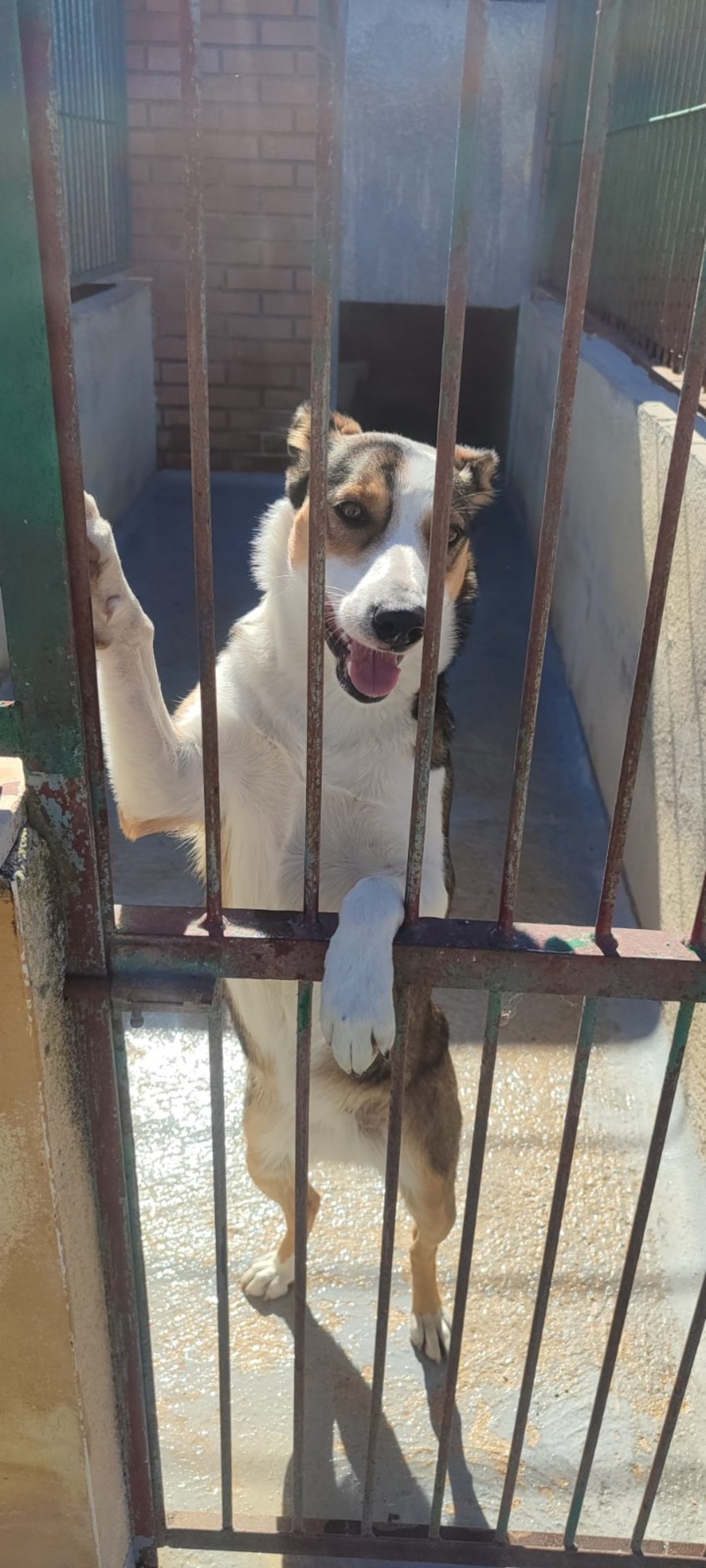 Adoption Mia