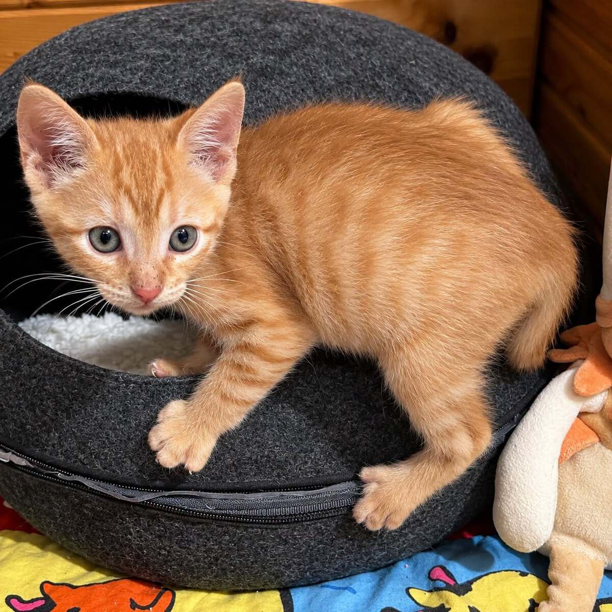 Adoption Bipsy