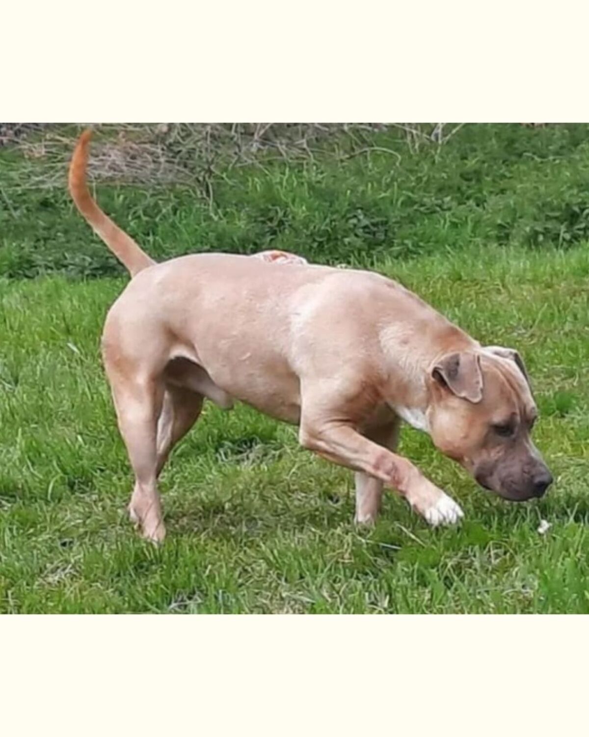 Adoption Paco