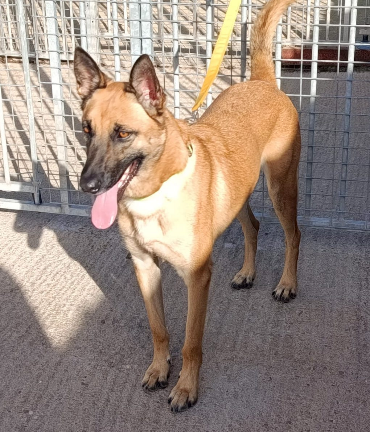 Adoption Ares