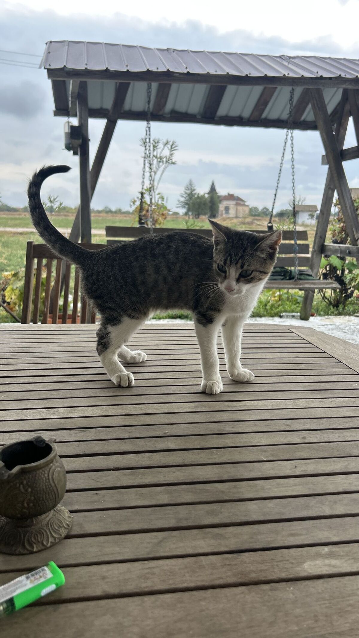 Adoption Tomi