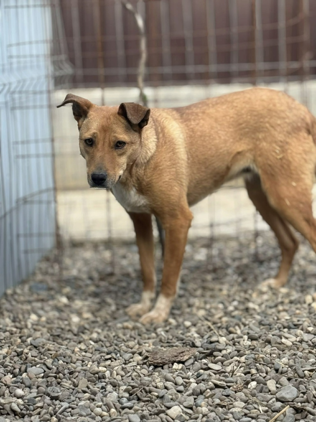 Adoption Mindy