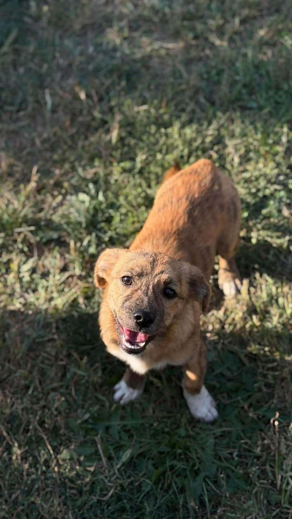 Adoption Rise