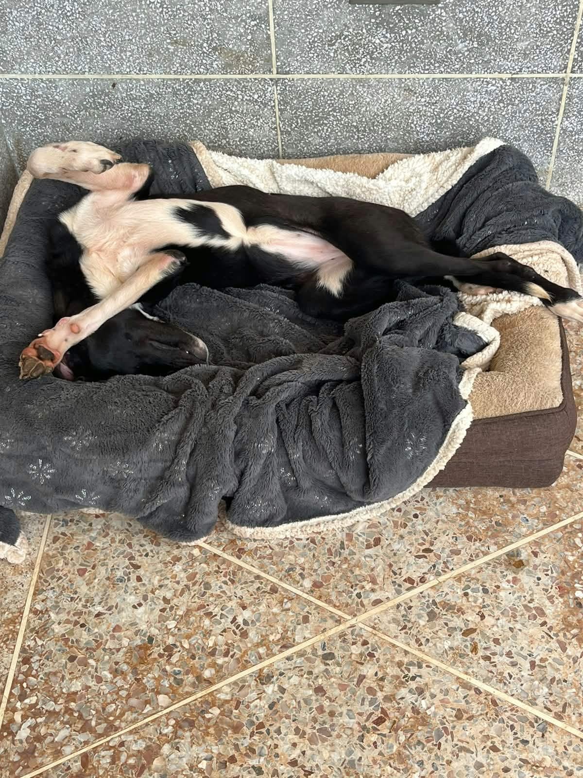 Adoption Thalia