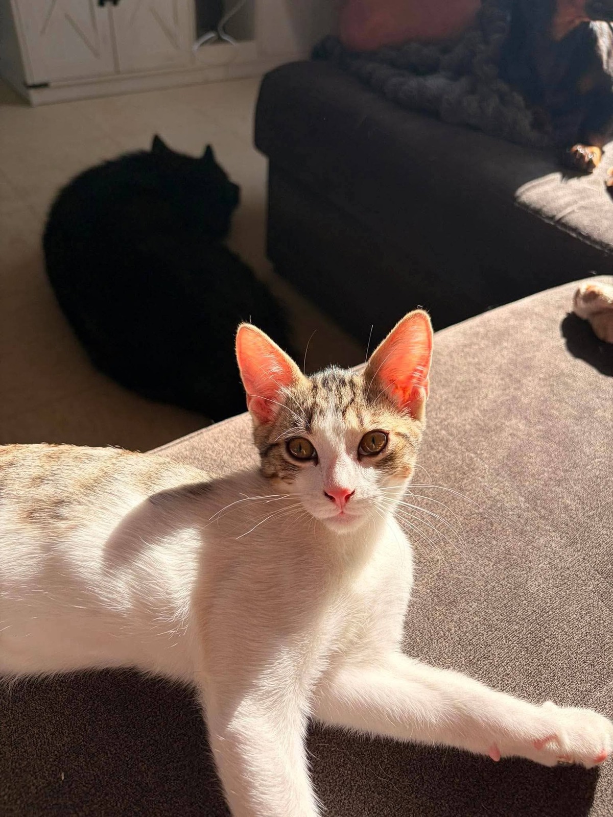 Adoption Tigrou