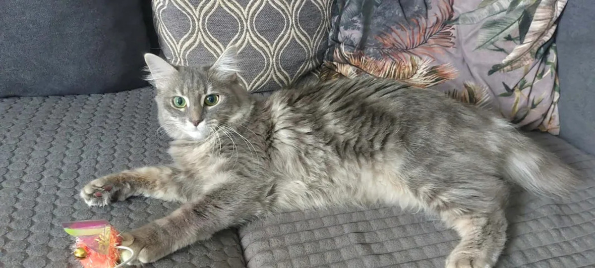 Adoption Genelie