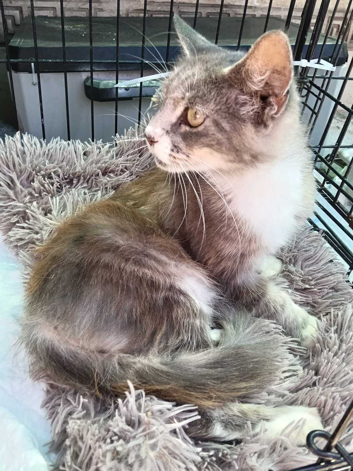 Adoption Amelia