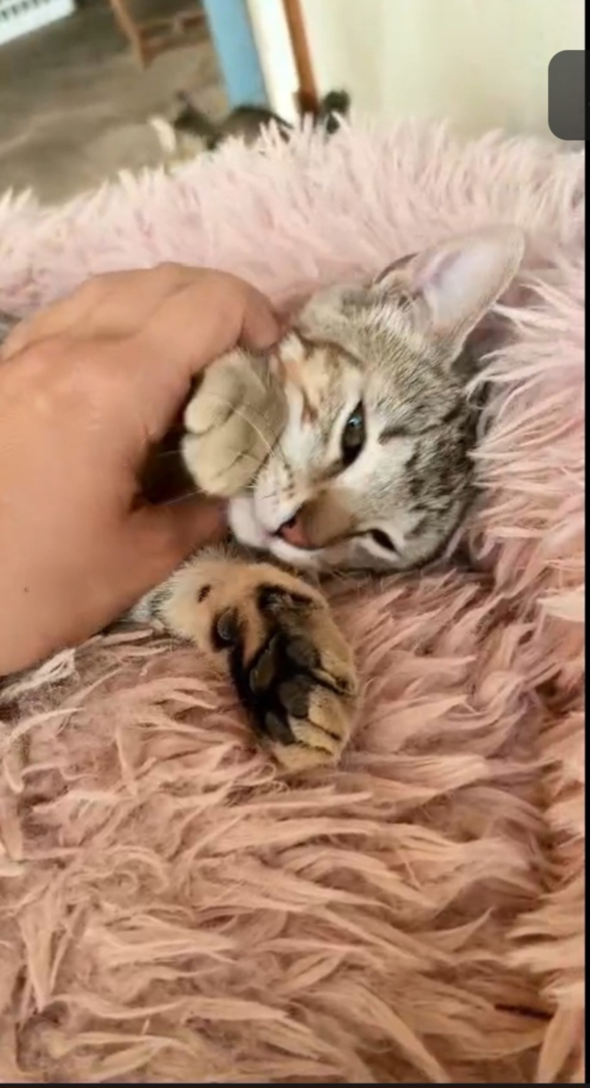 Adoption Faro