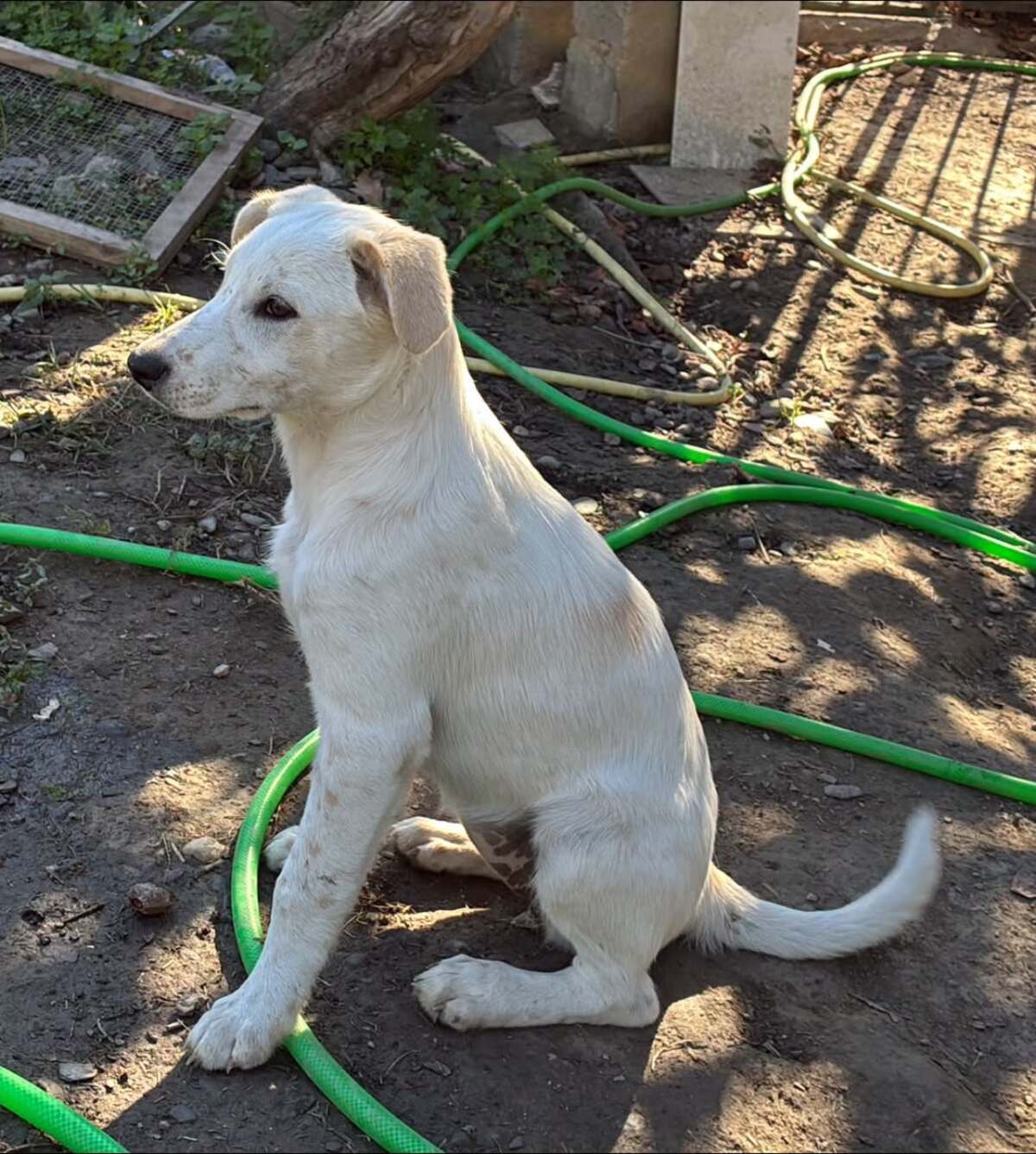 Adoption Bella