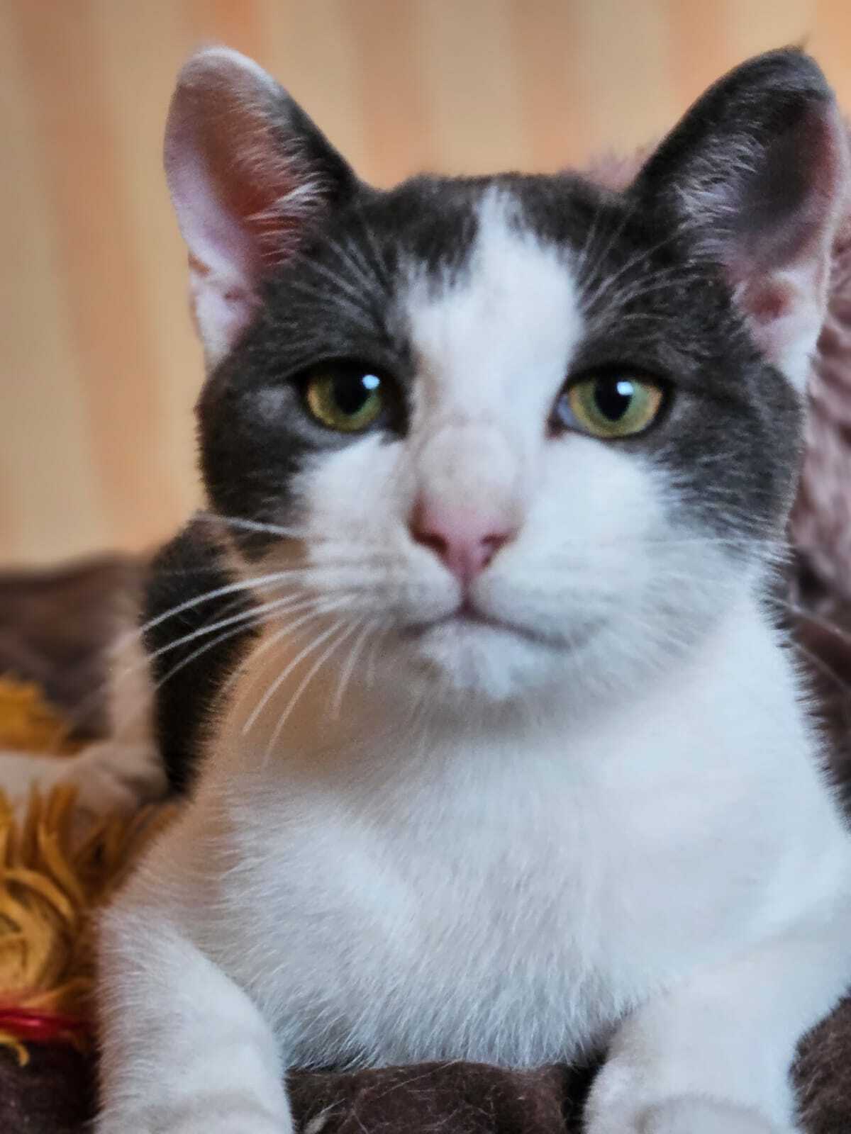 Adoption Baloum et Balala