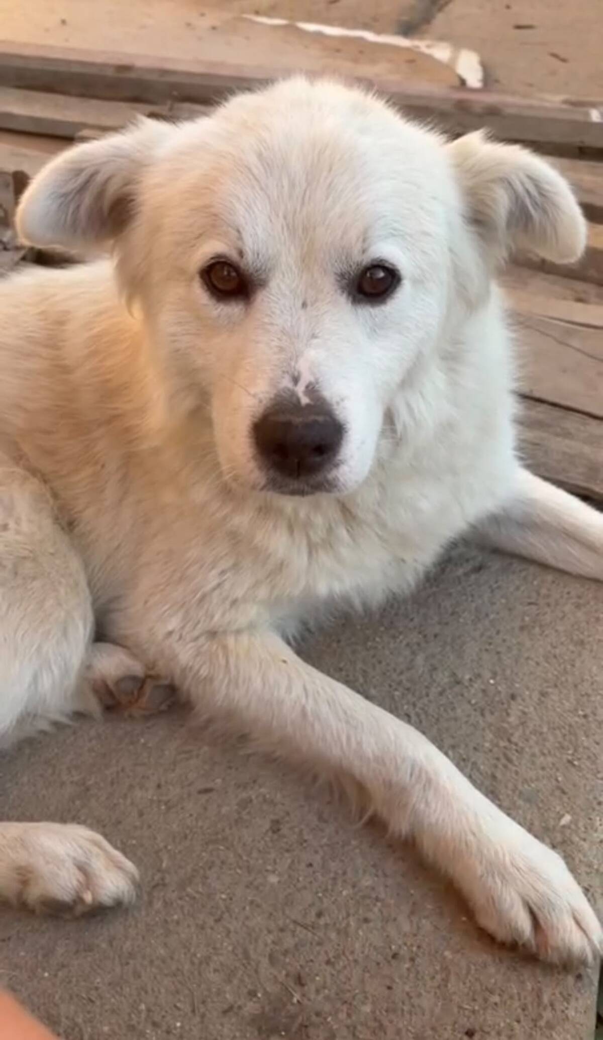 Adoption Sammy
