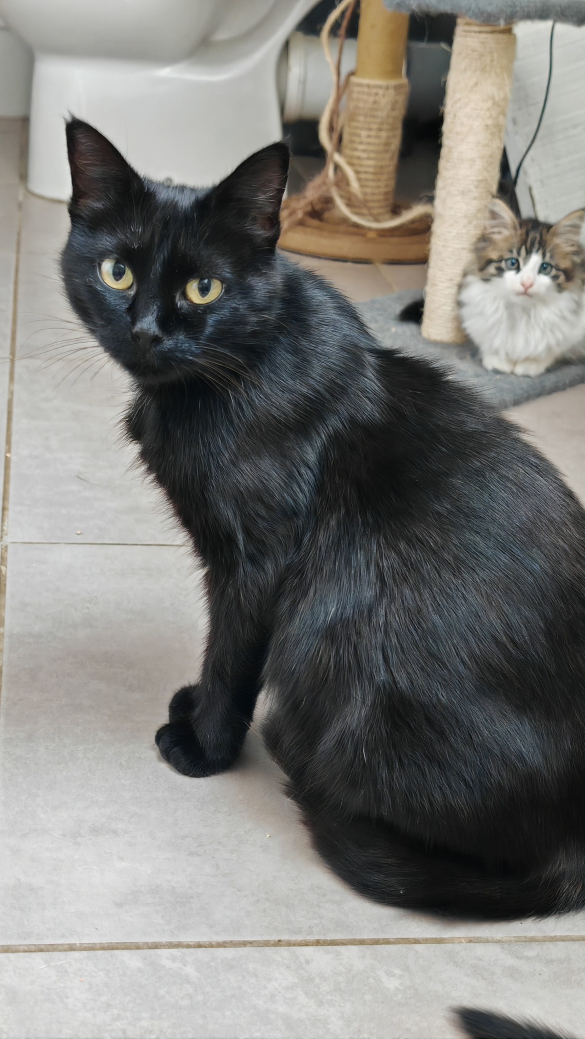 Adoption Cancoillotte 