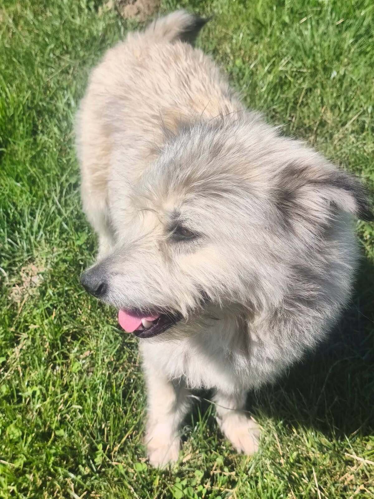 Adoption kiki