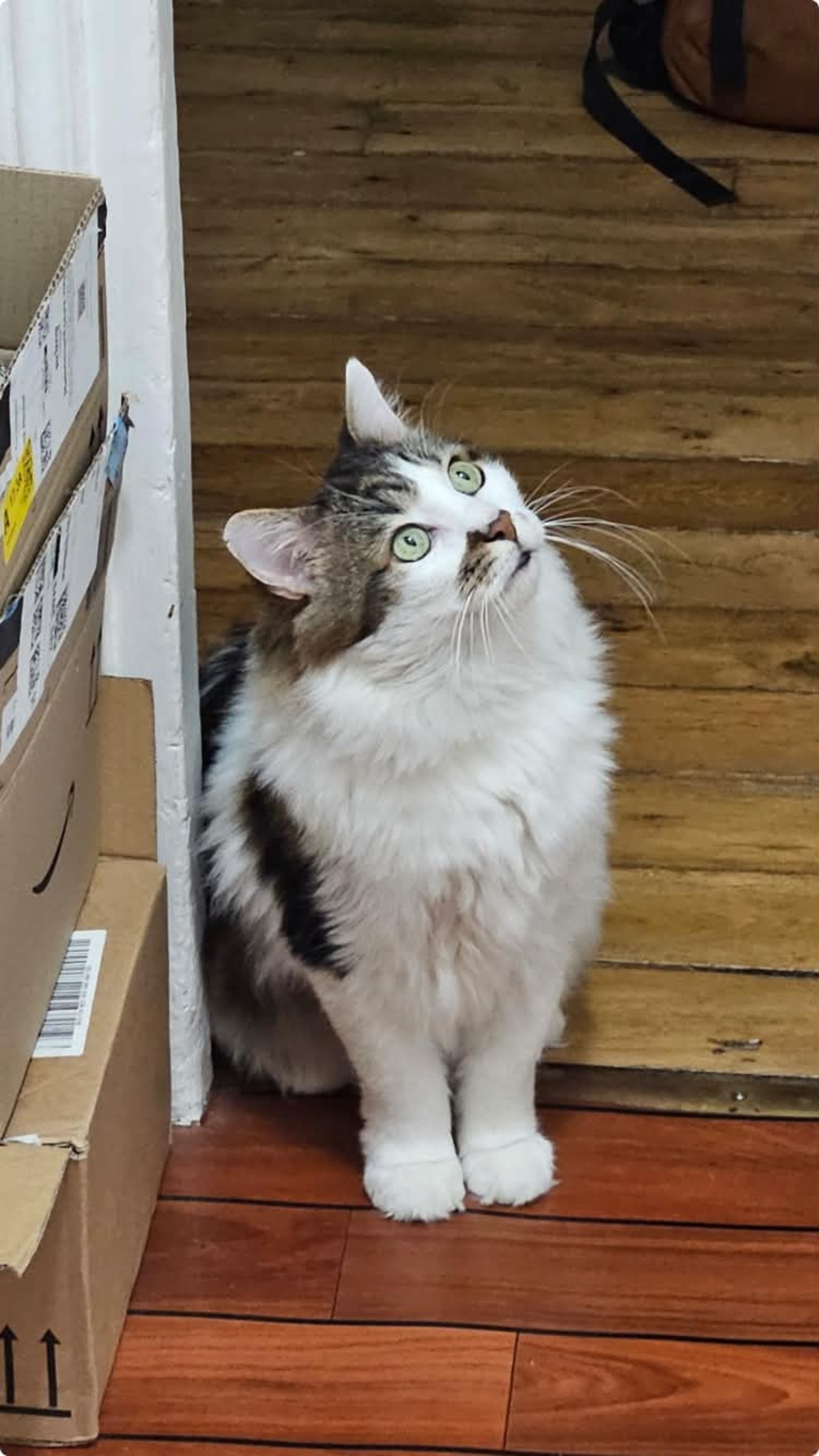 Adoption Hopper