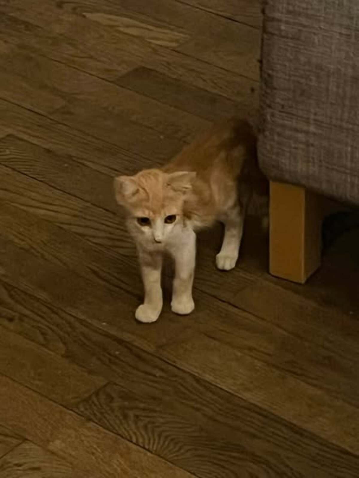 Adoption D'Artagnan