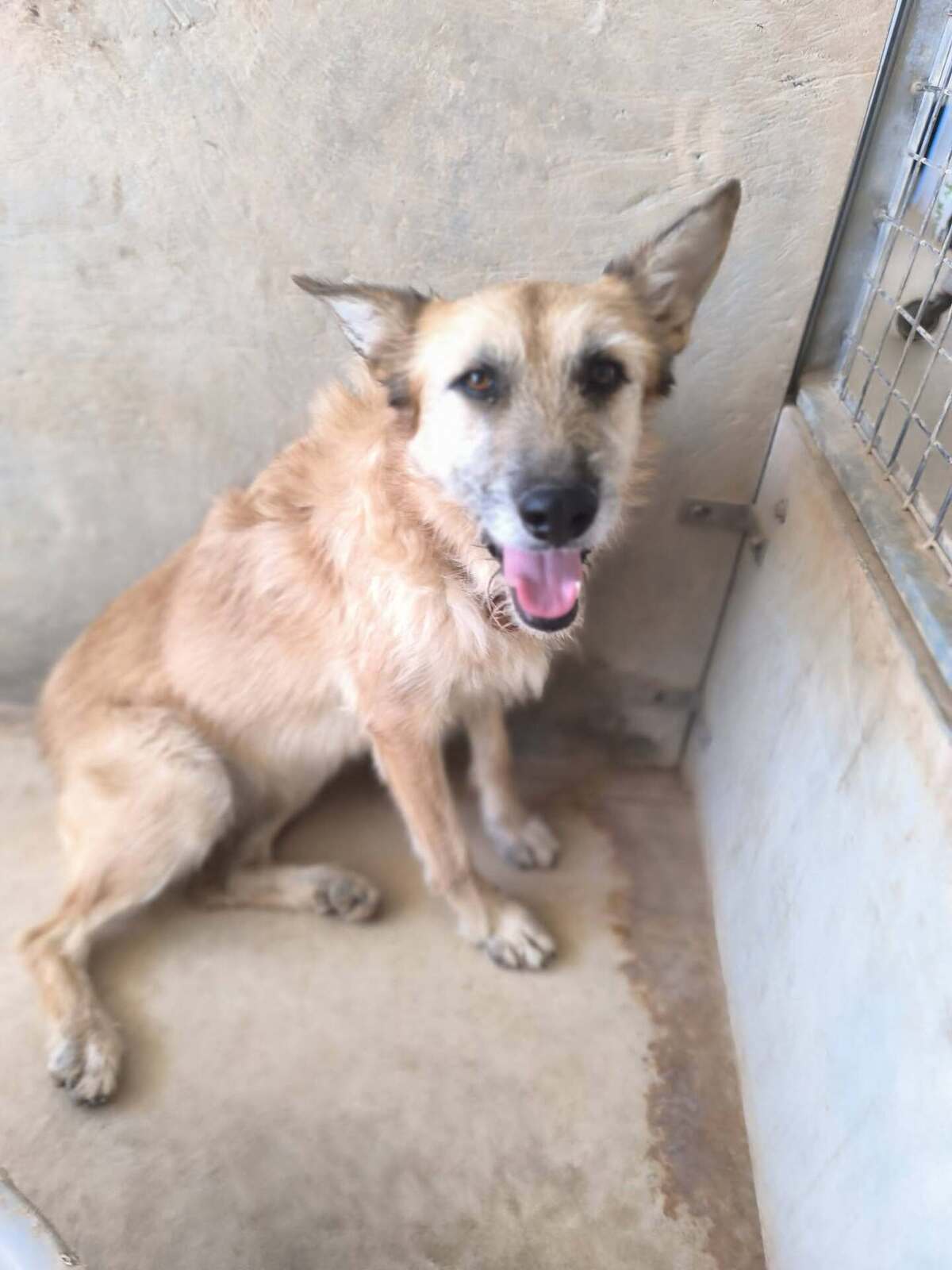 Adoption Jala